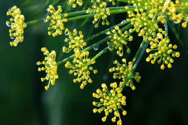 Piękne Botaniczne Ujęcie Naturalna Tapeta — Zdjęcie stockowe