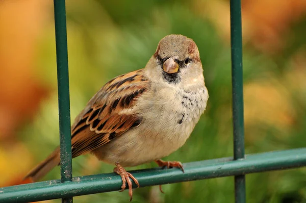 Caught Sparrow Dresden — Stock Photo, Image