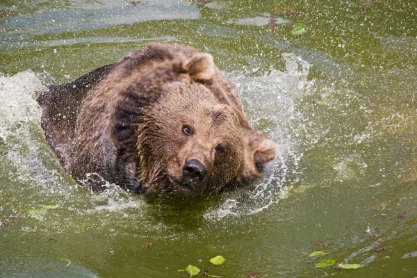 Medvědí Zvíře Hnědé Grizzly — Stock fotografie