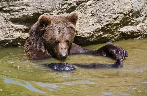 Braunbär Grizzly — Stockfoto