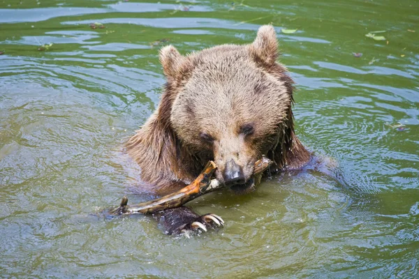 Braunbär Grizzly — Stockfoto