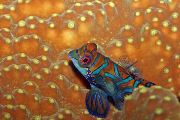 Szenischer Blick Auf Die Unterwasserwelt — Stockfoto