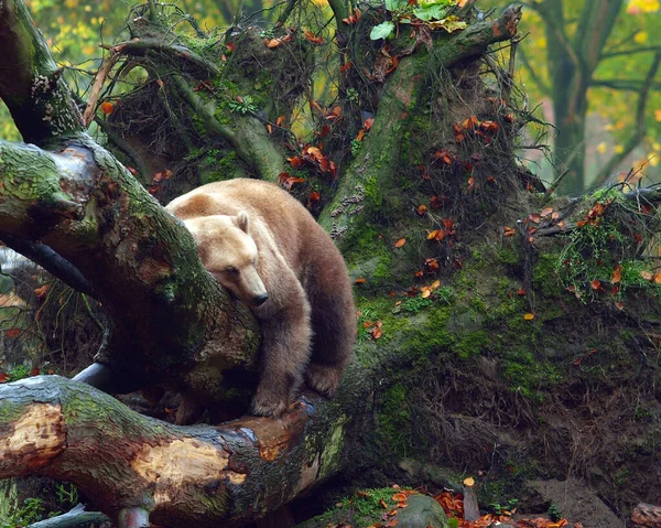 Detailní Záběr Zvířat Zoologické Zahradě — Stock fotografie