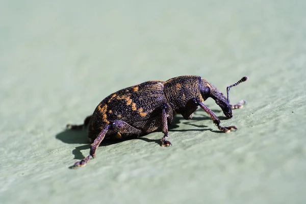 Closeup Bug Wild Nature — Stock Photo, Image