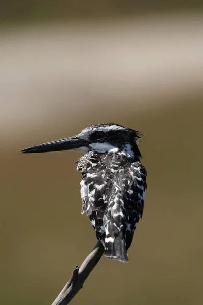 Ceryle Rudis Okavango Delta Botswana — Stok fotoğraf