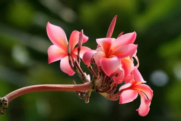 Frangipani Plumeria Çiçek Yaprakları — Stok fotoğraf