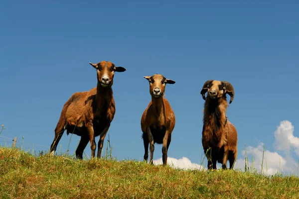 Schattig Geiten Het Veld — Stockfoto