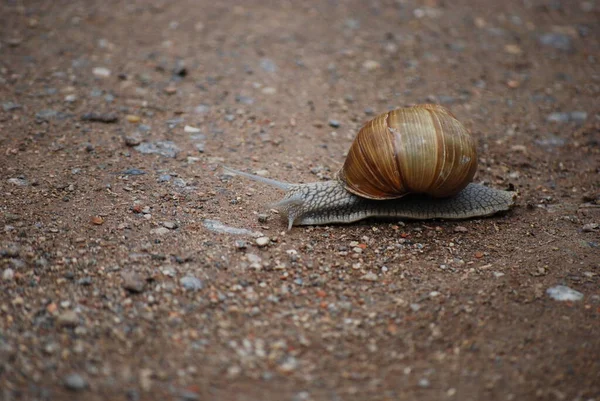 Escargot Lent Animal Visqueux — Photo