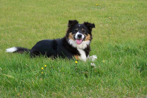 Confine Collie Cane Domestico Razza Pura Animale Domestico — Foto Stock