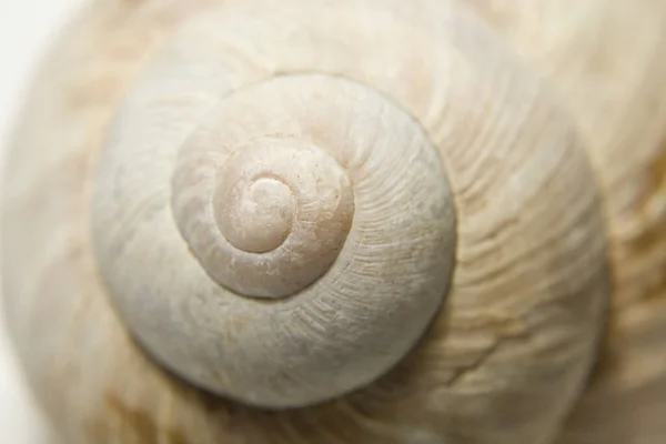 Weinbergschnecke Helix Burgunderschnecke — Stockfoto