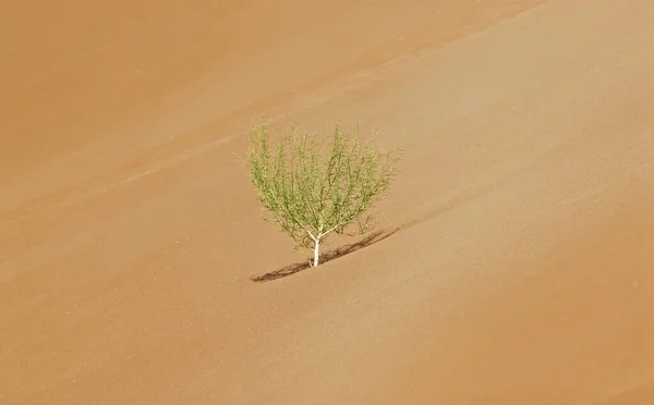 Buisson Unique Sur Une Dune Namibie — Photo