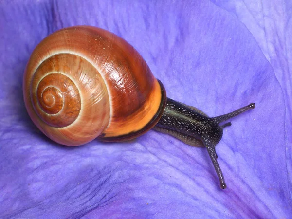 Långsam Snigel Slemmiga Djur — Stockfoto