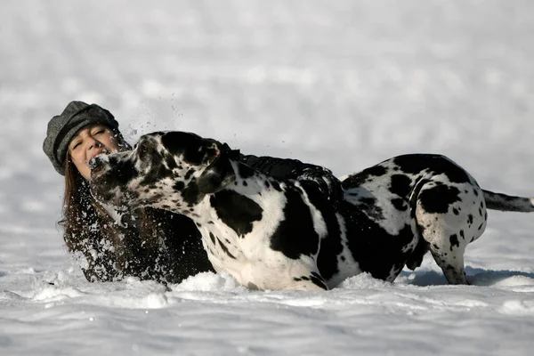 One Dog Males Playing Snow — Stock Photo, Image