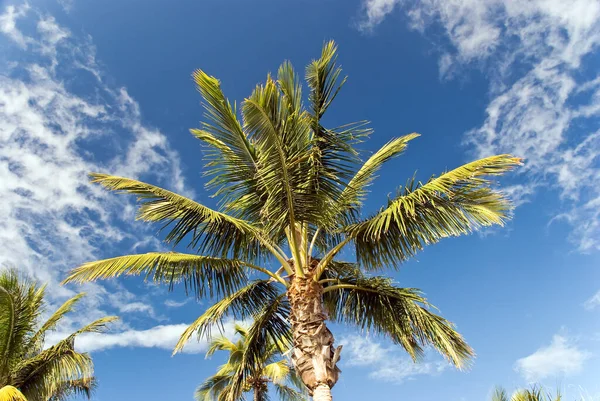 Palmiers Dans Sud Ouest Floride — Photo