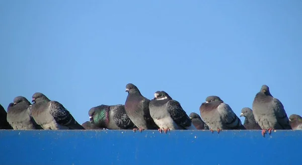 Scenic View Pigeon Birds — Stock Photo, Image