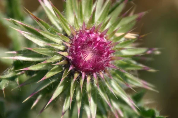Чертополох Полевой Цветок Флора Природа — стоковое фото