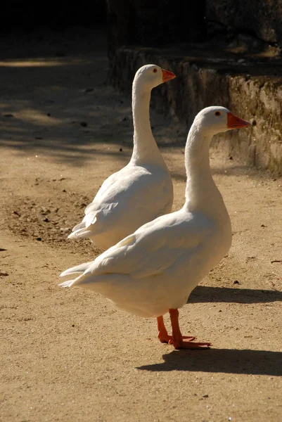 Naturskön Utsikt Över Gåsfågeln Naturen — Stockfoto