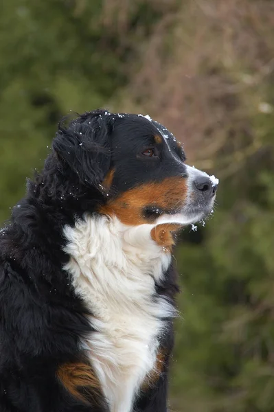 Porträt Eines Süßen Hundes — Stockfoto