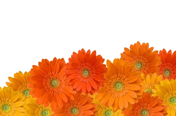 Blomblad Gerbera Flora — Stockfoto