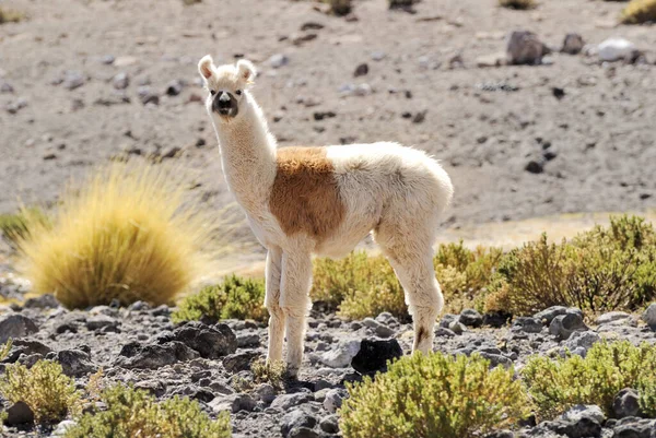 ラマ動物 面白い長い首の動物 — ストック写真