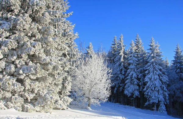 Bosque Invierno Árboles Cubiertos Nieve —  Fotos de Stock