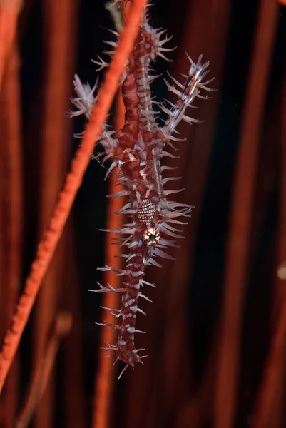 Schöne Botanische Aufnahme Natürliche Tapete — Stockfoto