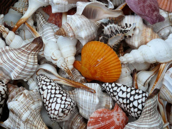 Snail Shell Mollusk Shells — Stock Photo, Image