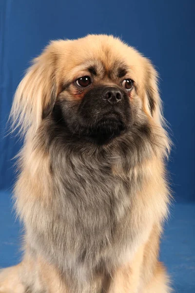 Portrait Cute Dog — Stock Photo, Image