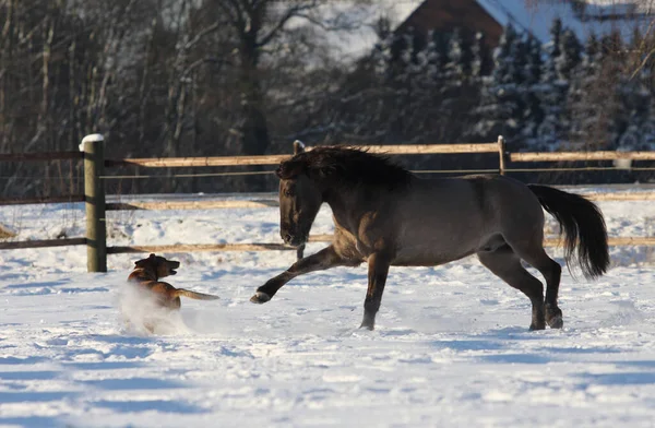 cute horse at wild nature