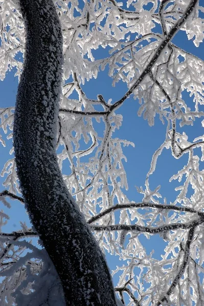 Prachtig Uitzicht Natuur — Stockfoto