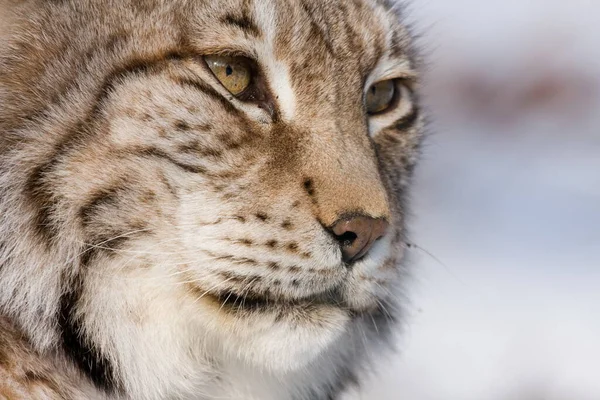 Lince Animal Selvagem Natureza — Fotografia de Stock