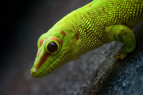 Σαύρα Ερπετών Gecko Τροπικό Ζώο — Φωτογραφία Αρχείου