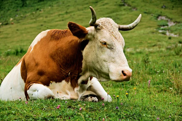 Корова Пастбище — стоковое фото