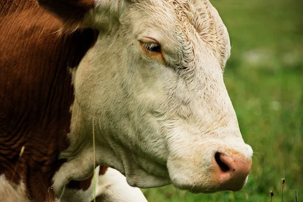 Cow Pasture — Stock Photo, Image