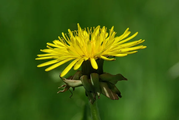 Löwenzahnblüte Nahaufnahme — Stockfoto