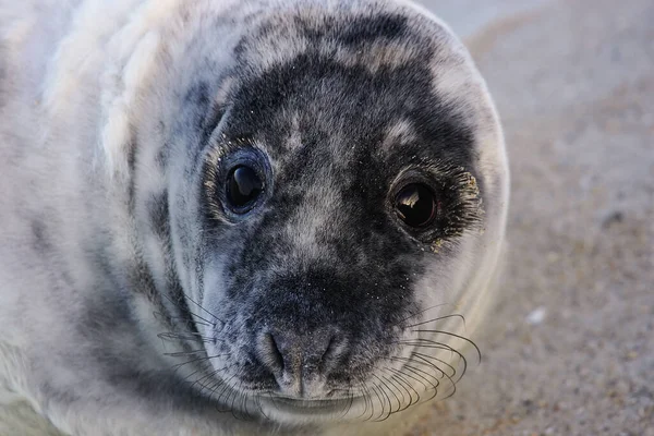 Verschiedene Tiere Selektiver Fokus — Stockfoto