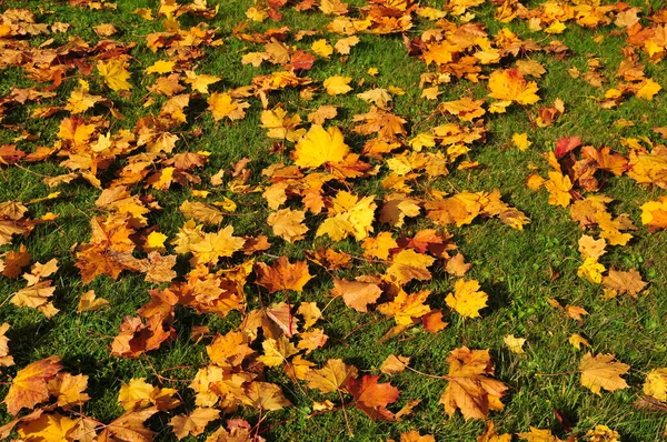 Folhas Outono Folhagem Flora Temporada Queda — Fotografia de Stock