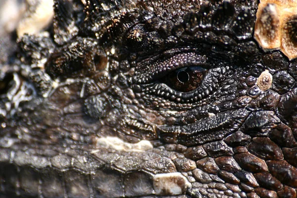 Дикие Рептилии Игуаны — стоковое фото
