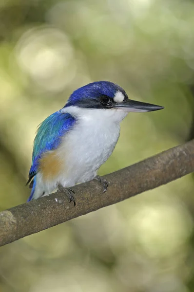 Uccello Del Ghiaccio Della Foresta Todiramphus Pyrrhopygia — Foto Stock