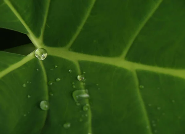 Droppar Vatten Löv — Stockfoto
