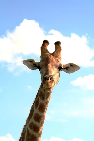 Zsiráf Moremi Vadrezervátumban Okavango Delta Folyó Nemzeti Park Botswana — Stock Fotó