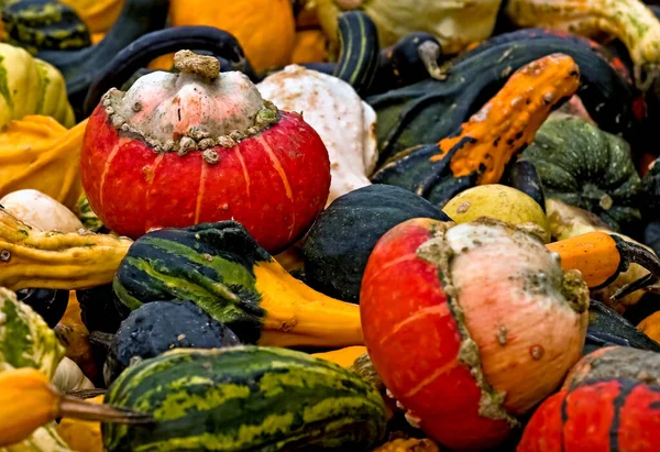 Dynie Organiczne Warzywa Squash Żywność Roślinna — Zdjęcie stockowe