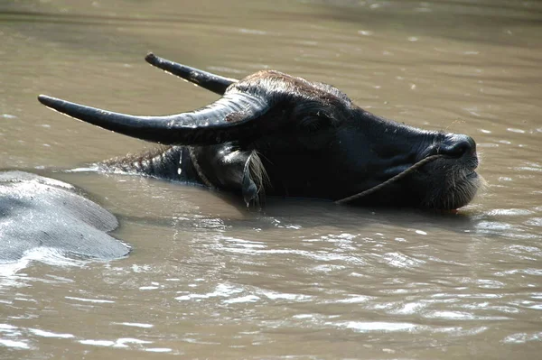 Hipopotam Wodzie — Zdjęcie stockowe