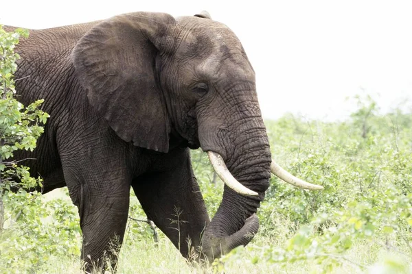 Afrykański Słoń Zwierząt Przyrody Fauny — Zdjęcie stockowe