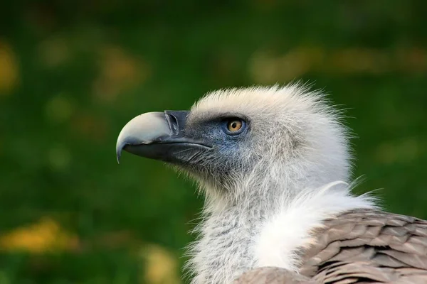 Scenic View Beautiful Bird Nature — Stock Photo, Image