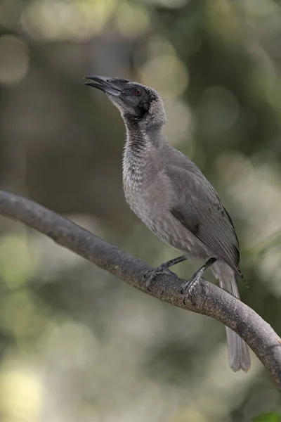 Шлем Кожаный Philemon Buceroides — стоковое фото