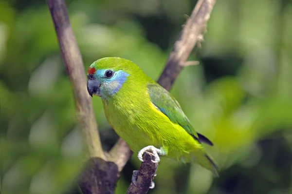 Double Eyed Fig Parrot — Stock Photo, Image