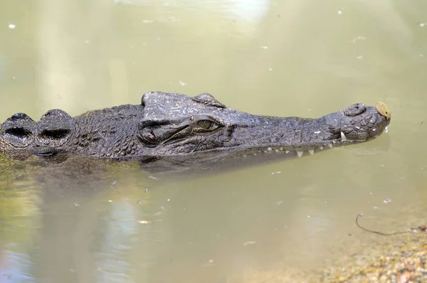 Crocodilo Água Salgada Crocodilo Virilha — Fotografia de Stock