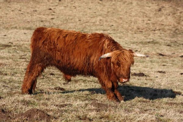 Scottish Highland Cattle Animals Wildlife — Stock Photo, Image