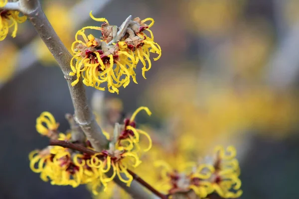 Vacker Botanisk Skott Naturliga Tapeter — Stockfoto